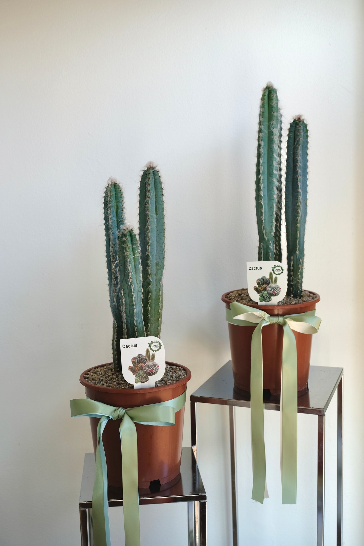 Blue Pole Catus