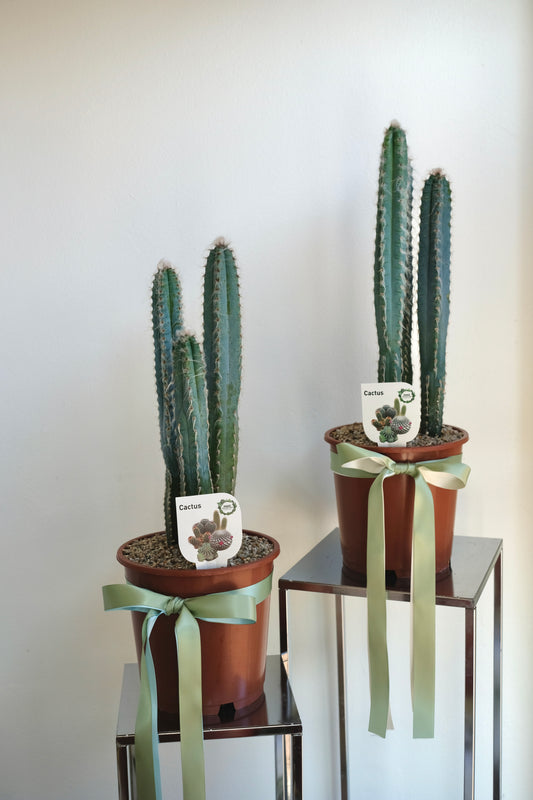 Blue Pole Catus