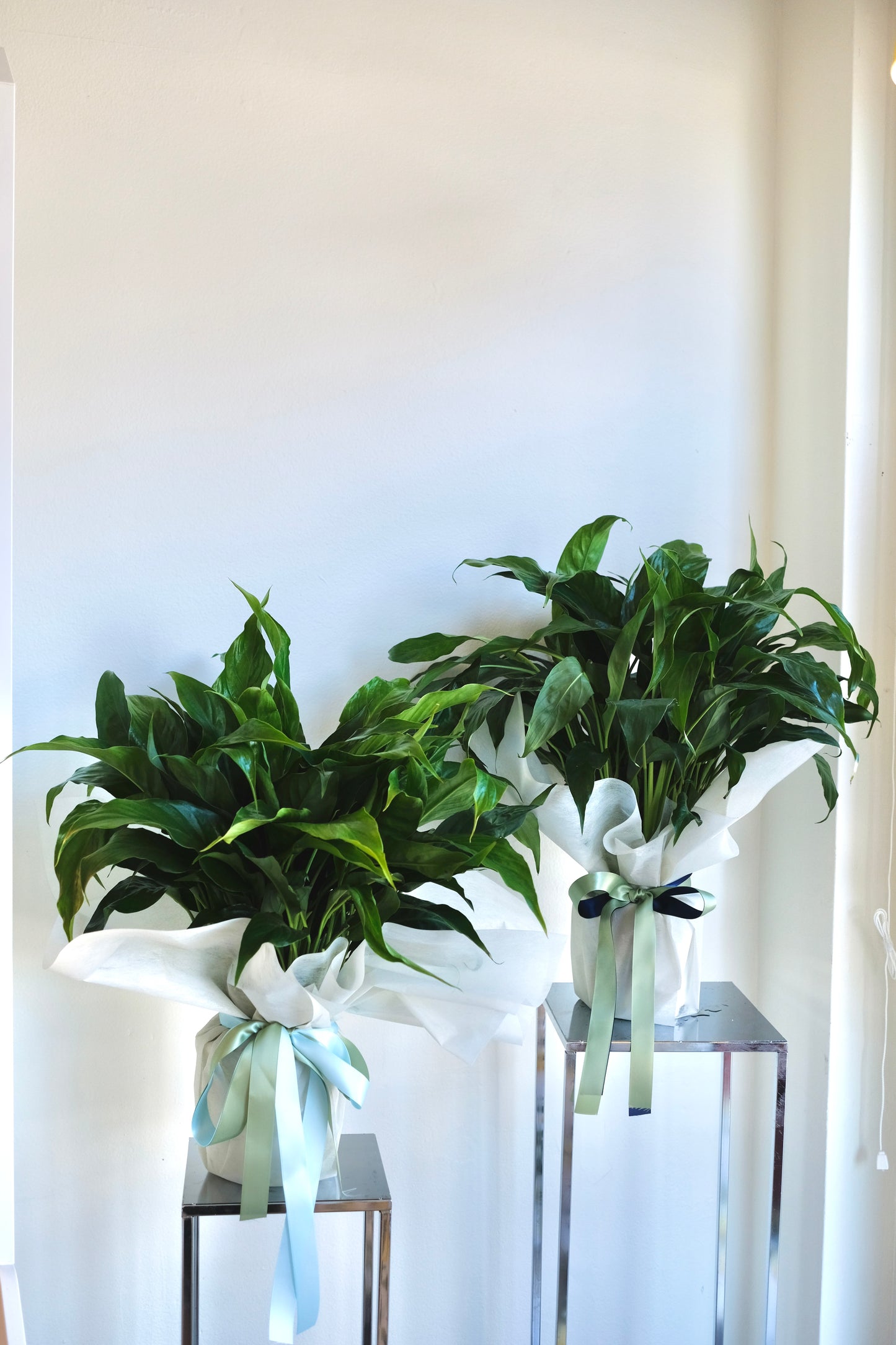 Peace Lily