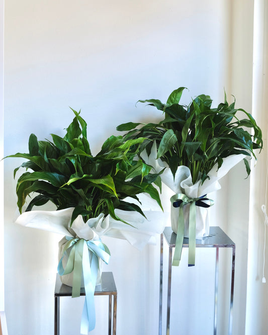 Peace Lily