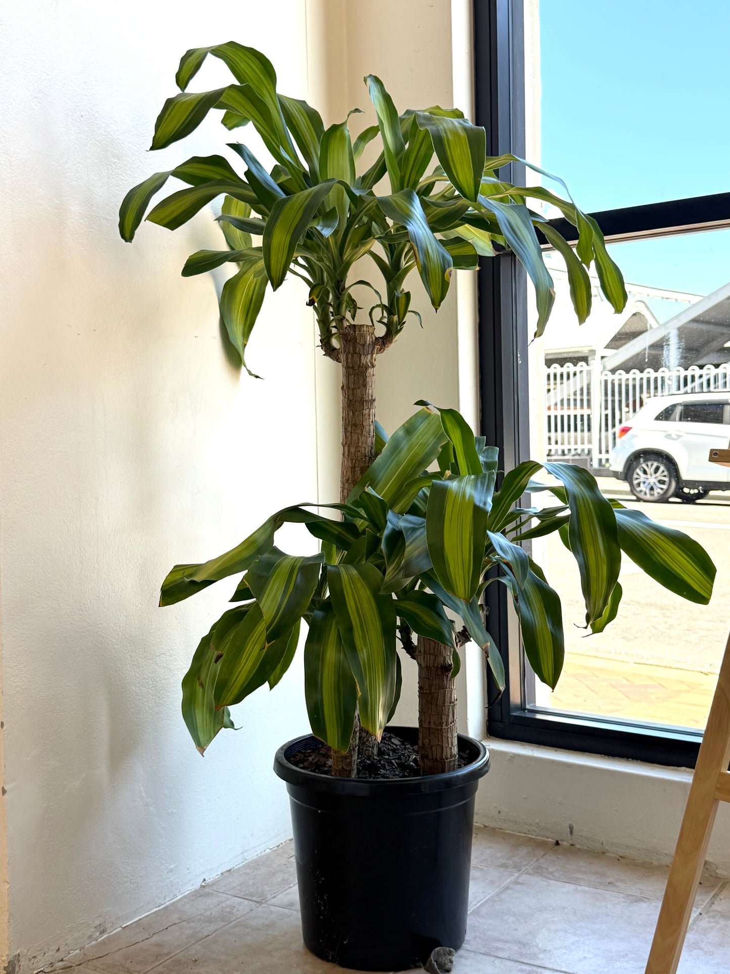 Lucky Tree